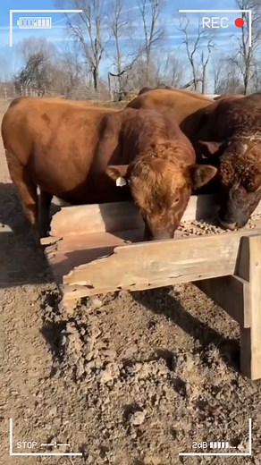 5.5K views · 162 reactions |  Ganado Angus #angus #anguscattle #angusrojo #angus #angusbeef #cattle #cattlefarm #cattleranch | Infoagrìcola | Facebook