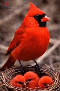 A symbol of love, strength, and new beginnings In the quiet nest of nature, life learns to breathe, grow, and believe A mother’s watchful eyes, a father’s silent promise, and tiny hearts full of tomorrow This is not just a bird — it’s nature telling its most beautiful story #CardinalBird #NatureLove #WildlifeMoments #BirdFamily #NatureBeauty #LifeInNature #RedCardinal #BirdsOfInstagram #NatureReels #WildlifePhotography #PureNature #NaturalBond | Cardinal Community