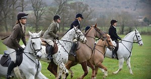 Somerset second worst in UK for illegal fox persecution, report reveals