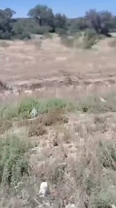 10K views · 122 reactions | #PiedrasNegras #Texas . Vuelca...