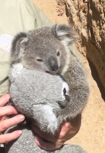 Baby Koala at San Diego Zoo: Adorable Koala Clips