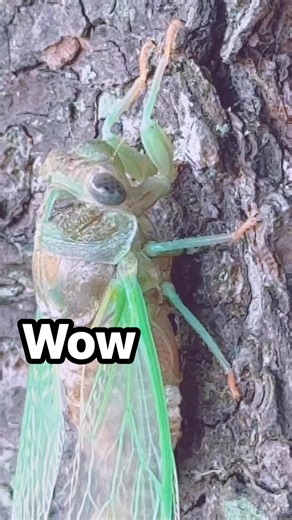 Cicadas transform from wingless nymphs into winged adults through a final molt of their exoskeleton. #cicada #cicadaseason #everyoneactive #everyoneシ゚ #highlightseveryone #seasonal #molting #exoskeleton #maturation #fyp #fb #foryoupageシ #viral #foryoupagereels | Jen Borbe