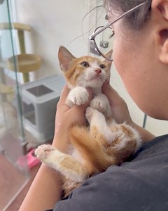 Animals Lebanon on Reels