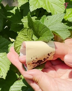 I consigli per il giardinaggio che utilizzano oggetti di uso domestico danno vita a splendidi giardini. | Fabiosa Fitness Italy