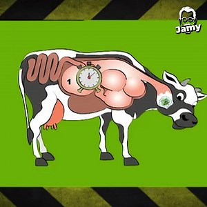 260K views · 6K reactions | Selon vous, combien de litres de salive la vache produit-elle par jour ? 類 a) 1 litre b) 40 litres c) 200 litres Je vous donne la réponse dans cette vidéo, avec bien sûr l'explication  | Jamy Gourmaud | Facebook