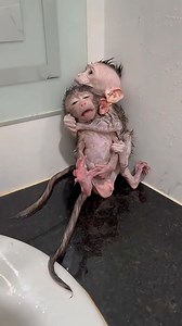 238K views · 2.2K reactions | Wet rag and Mohawk holding each other! #fyp #shorts #babymonkey #monkeylove #cutemonkey #wildlife | Monkey BiBi | Facebook