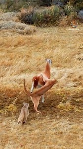 Lion chasing Guanaco #Lion #Chasing #Guanaco #Predator #BigCats #Wildlife #Nature #WildlifePhotography #Predators #NatureLovers #Savanna #EcoSystem | ABMCI Mission Bouaké