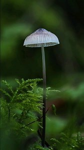 Some of my Favourite Mushroom Photos 🍄