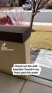 2.2K views · 168 reactions | The Davy Jones Equine Memorial Foundation on Reels | Facebook