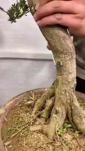 Bonsai world #bonsai #bonsaitree #bonsaiwork #japanesebonsai #plants #plantsofinstagram #houseplants #plantsmakepeoplehappy #indoorplants #plantstrong #poweredbyplants #plantstagram #houseplantsofinstagram #eatplants #instaplants #plantsarefriends #eatmoreplants #iloveplants #implants #plantsmakemehappy #dentalimplants #livingwithplants #plantsplantsplants #airplants #plantstyling #tropicalplants #plantslover #loveplants #ihavethisthingwithplants #nativeplants #plantshop #pottedplants #plantshel