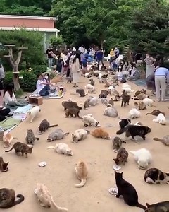 Cats Island on Aoshima Island ,Japan... a cats heaven for all true cats lovers ... ❤️🐈❤️🐈‍⬛❤️ | Horses & Cats