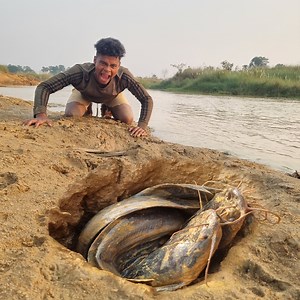1.4M views · 12K reactions | Unbelievable technique fish catching system river side catching lots of big catfish form deep underground hole #fish #video | Only Fishing | Facebook