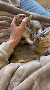 Thursday is for tabbies 🤎🖤🧡🤍 Cocoa and Zeb are two sweet tabby girls who are almost ready for adoption. They are expert level snugglers! | Tonis Kitty Rescue