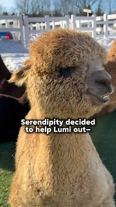 Real friends don’t let you walk around with hay on your back… they eat it for you 😌🦙💕 #AnimalFriendship #alpaca #cuteanimals #animallovers #alpacas | Eagle Eye Farm