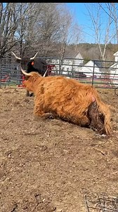 60K views · 2.3K reactions | The miracle of cow life | Gold Shaw Farm | Facebook