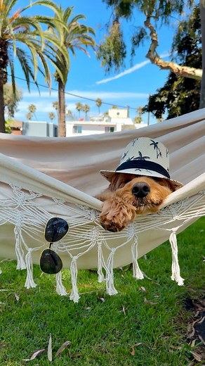 Deep summer is when laziness finds respectability. -Sam Keen 🌴 #nationalhammockday #summerleisureday | Lincoln the Doodle