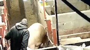 Workers filmed abusing and brutalising pigs in Lincolnshire