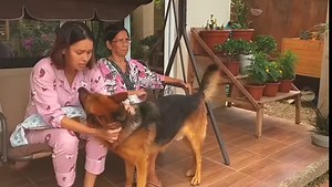 Paksiw na Bangus vlog mamayang 6pm! May kasamang maraming bawang para sa toppings ng kanin at sa sawsawan! Curious kayo? Mamaya yan! Sobrang init na rin talaga sa amin. Nanunuyo na mga pananim! At yung bangus na ginamit ko yan yung natirang bangus bago pa mag quarantine, pang inihaw sana kaya may hati gitna, hehe! Samahan nyo ako mamayang 6pm aa aking YouTube channel para sa normal tambay sa garden at bahay. Lutu-lutuan tayo! Hehe! Please click the link at mag-set na ng alarm mamayang 6pm! https