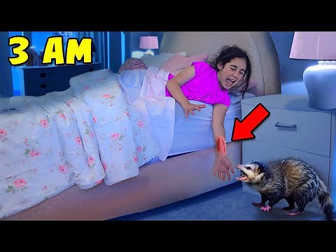 We Got Attacked By Possums In the Middle Of The Night!! (THE SERIES) 🎬 | Jancy Family