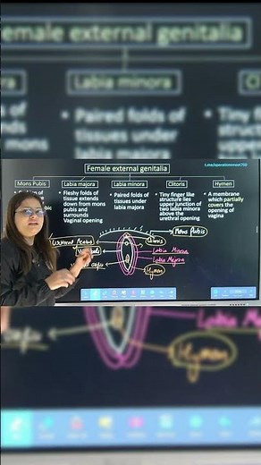 Anatomy of Female Reproductive system | | External Genitalia EXPLAINED