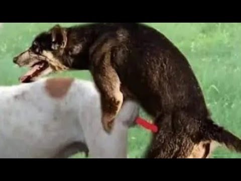 Cute little lovely puppies enjoy in the areas of village looking crazy good and beautiful mood 