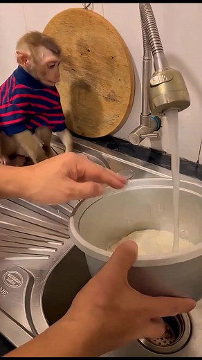 monkey baby so cute lovely SA2 #Reel #cute #animalphotography #monkeysreels #wildlife #monkeyreels #nature #animals #monkeymemes #animlasreels #usareels #wildlife #love #monkeylife #primates #reels #monkey #reelsfacebook #viralreels #monkeys #animal #memes #zoo #facebookreels #naturephotography #funny #ape #primate #meme #monkeylove | 70M view