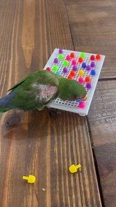 1.2K views · 113 reactions | Playtime with Doodles! 殺 | Florida Parrot Rescue | Facebook