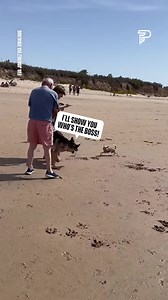 3.8K views · 22 reactions | Chihuahua Regrets Chasing German Shepherd | Sebastian Cafe Latin Restaurant | Facebook