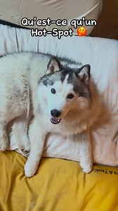 83K views · 1.7K reactions | Qu’est ce qu’un Hot-spot?Cette vidéo a pour but de mettre en lumière une pathologie auxquelles nous avons du faire face récemment avec Sora Je vous laisse me donner votre avis et me faire votre retour d’expérience. Vos chiens sont-ils sujet à cela?#chien #husky #dog #conseilchien #chienmalade #hotspot #vétérinaire | Thibault Laurent | Facebook