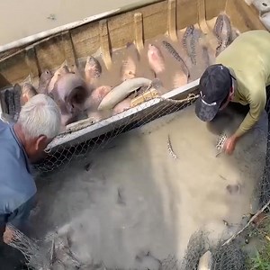 Wa Mukaria· Theo dõi | Györgyey Kastély Étterem és Panzió