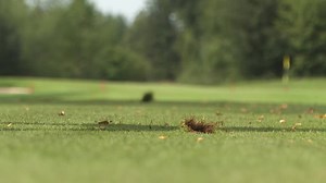 Golferin Chiara Tamburlini steigt zu den Profis auf