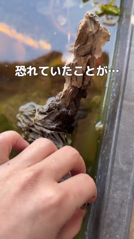 ビオトープで今年もカエル観察