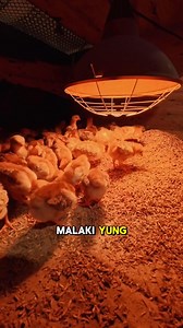 Brooder lamp for chicks Dami nagtatanong san natin to nakuha ilagay ko na lang sa comment? #manok #manukan #fbreelsfypシ゚viralvideo #fbreelsvideo #backyardchickenfarming #NativeChickenFarming #Poultrybusiness #agriculture #MAGSASAKA #fblifestyle | Ka Sangga