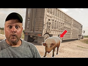 Selling The First Cut Of Pigs At The New Hog Barn