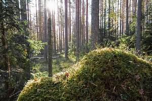 Top eight methods of managing forest biodiversity – Forest nature management has similar goals throughout Europe - Forest.fi