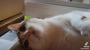 10K views · 2.3K reactions | this is what relaxation looks like in bode. | pecan the nut | Facebook