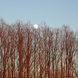 Join us for a Full Moon Nature Hike on our Cross Timbers Trail on Feb. 5. Plus, we will have a fire pit and warm drinks available! | Tulsa Botanic Garden