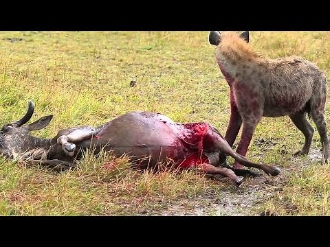 Hyena Eats Antelope Alive Brutal Kill