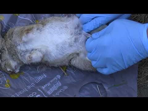 How to skin a rabbit for pelt