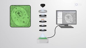 Video: Transmission Electron Microscopy