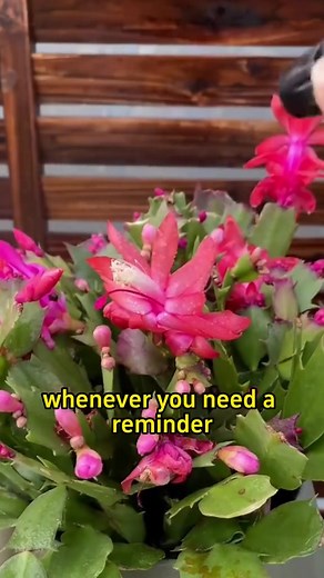 homegarden #christmascactus #flowers #gardening #plantcare #blooming #indoorplants #caretips #houseplants #indoorgarden #planttips #gardentips homegarden #christmascactus #flowers #gardening #plantcare #blooming #indoorplants #caretips #houseplants #indoorgarden #planttips #gardentips | MicroForest