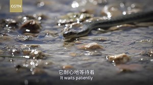 16 reactions | During the filming of our award-winning documentary #LandOfDiversity, we captured a rare moment when a hot-spring #snake approaching an alpine frog. The hot-spring snake is thought to be one of the predators of the alpine frogs, a theory supported by scientists but almost never proven or witnessed. #landofdiversity2 #YearoftheSnake #ChinaScience #Spring2025 | Tech It Out with Yang Zhao | Facebook