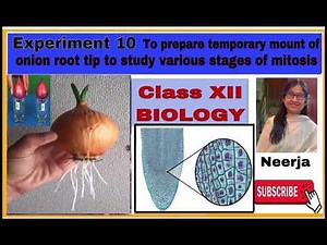 Prepare temporary mount of onion root tip & study stages of mitosis/Experiment 10/major/class12/Bio.