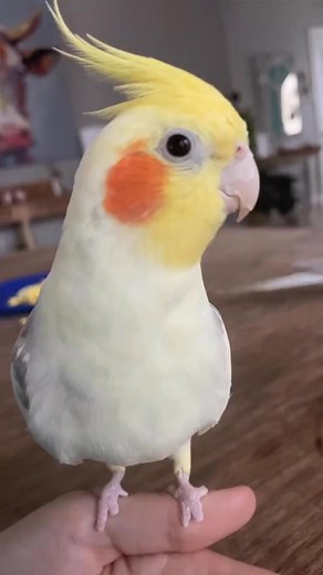 Cute cockatiel Talking - #foryoupage #cockatiel | Leticia Moore