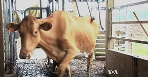 The Future of Dairy Farming: Robot Milkers