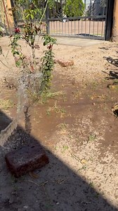 72K views · 2.6K reactions | Me puse a regar las matas, Esperando lluvia en el Macapul no se han regado las plantas y se estaban secando   華 | Silvia Mendivil Noticias y Videos | Facebook