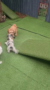 These guys are having sooo much fun on there holidays 😁😁 | Posh Paws