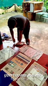 3.1K views · 33 reactions | Follow #guppy_guard_auatics . . #gippsland #guppylovers❤️ #guppyfry #guppysolo #guppyinstagram #guppyalbino #kerlagram #keralagodsowncountry #keralaphotography #indiagram #indoakustikgram #maharashtra_business #maharashtratravel #tamilactors #tamilmusically #panjabisong #punjabimusic #punelife #punetimes #pune #odisha #karnatakadiaries #karnataka_one #karnatakastreets #andrapadesh #hariyanvi #madyapradeshtourism | Guppy Guard Aquatics | Facebook