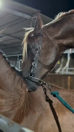 Cavalos Cruzando: Acasalamento e Reprodução Natural