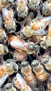 229K views · 14K reactions | The bees surround the queen bee to protect, nourish, and care for her. They also communicate with the queen and help maintain the social structure of the colony. #bee #bees #beehive #queenbee #drone #beekeeper #honey #videography | Shehzaad Ali | Facebook